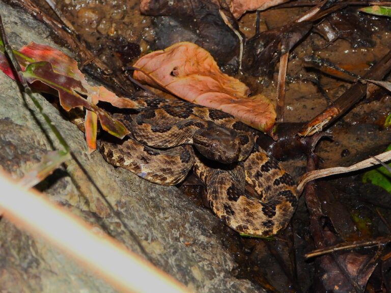 Sakishima Habu (Protobothrops elegans) resting quietly near a puddle on Ishigaki Island, Japan.