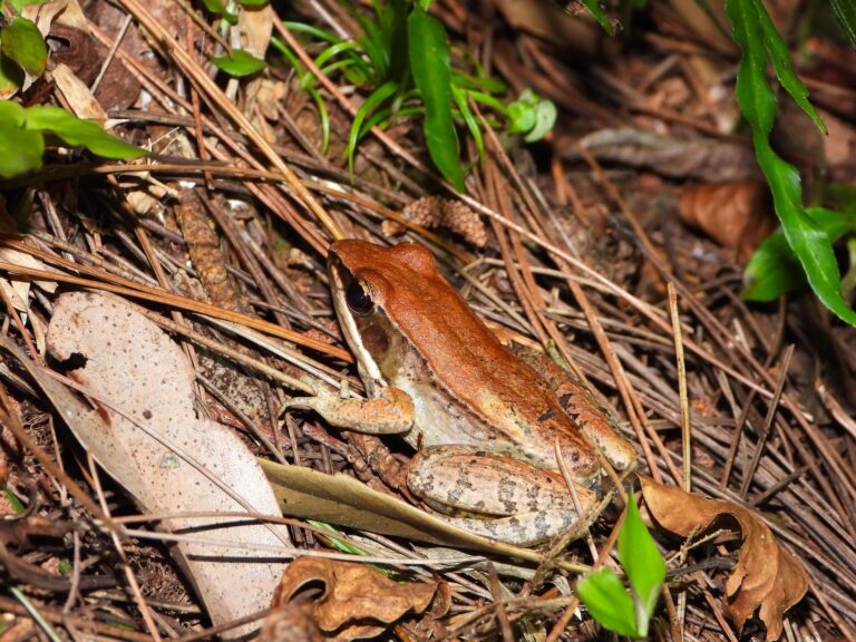 Yaeyama Harpist Frog (Nidirana okinavana) resting on the forest floor of Ishigaki Island, showing its brown back and pale spotted belly typical of this endangered species.