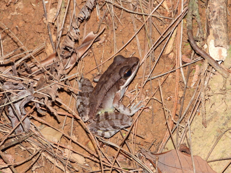 Greater Tip-nosed Frog (Odorrana supranarina) resting on forest floor in Ishigaki, Japan, showing its large body and pointed snout amid dry leaves and soil.
