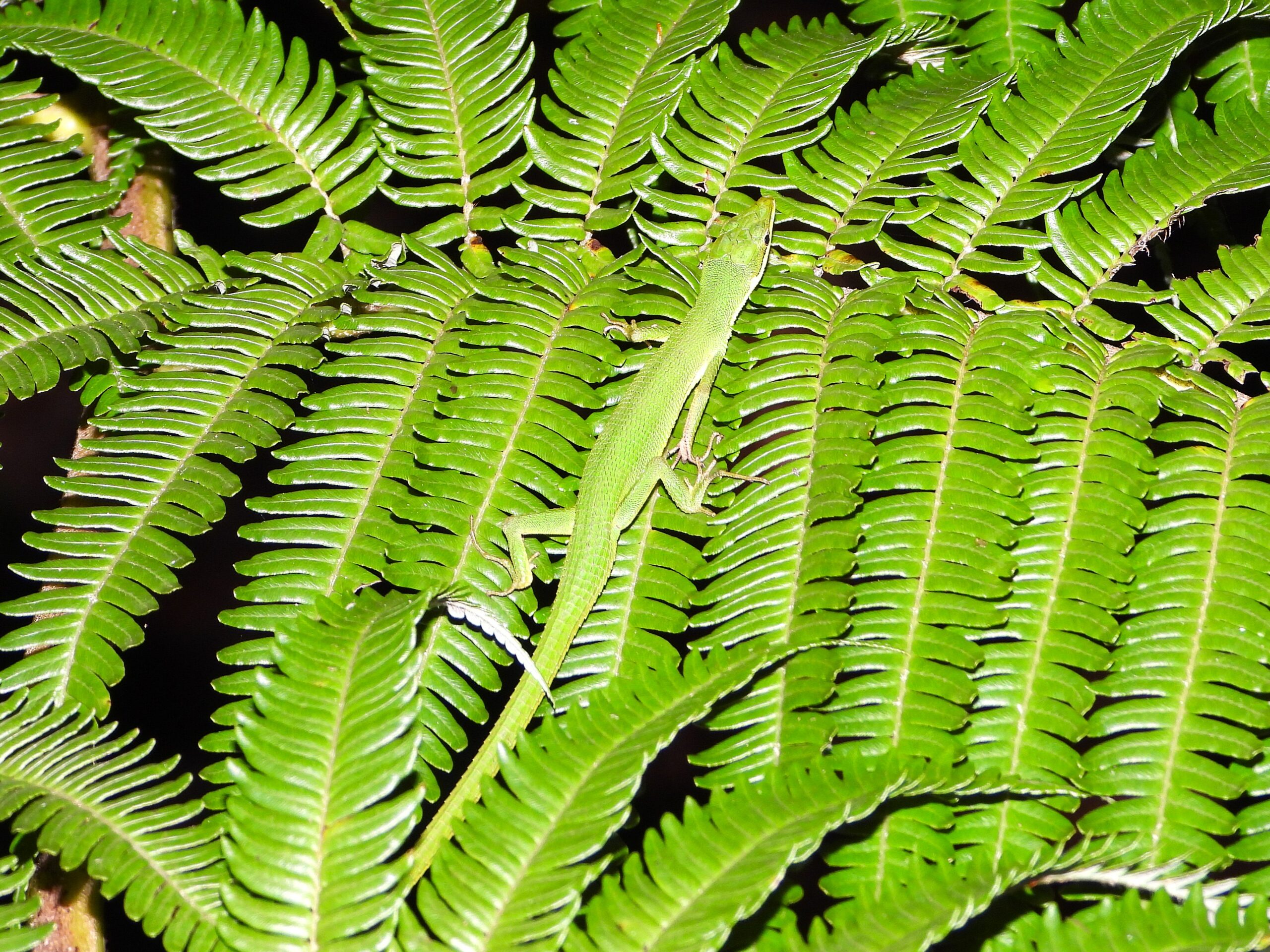 Green Grass Lizard sleeping on a fern leaf at night in Okinawa, Japan.