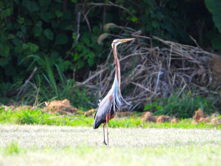 Purple Heron (Ardea purpurea) standing alert in a grassy field on Ishigaki Island, Japan, showing its long neck and elegant reddish-brown plumage.