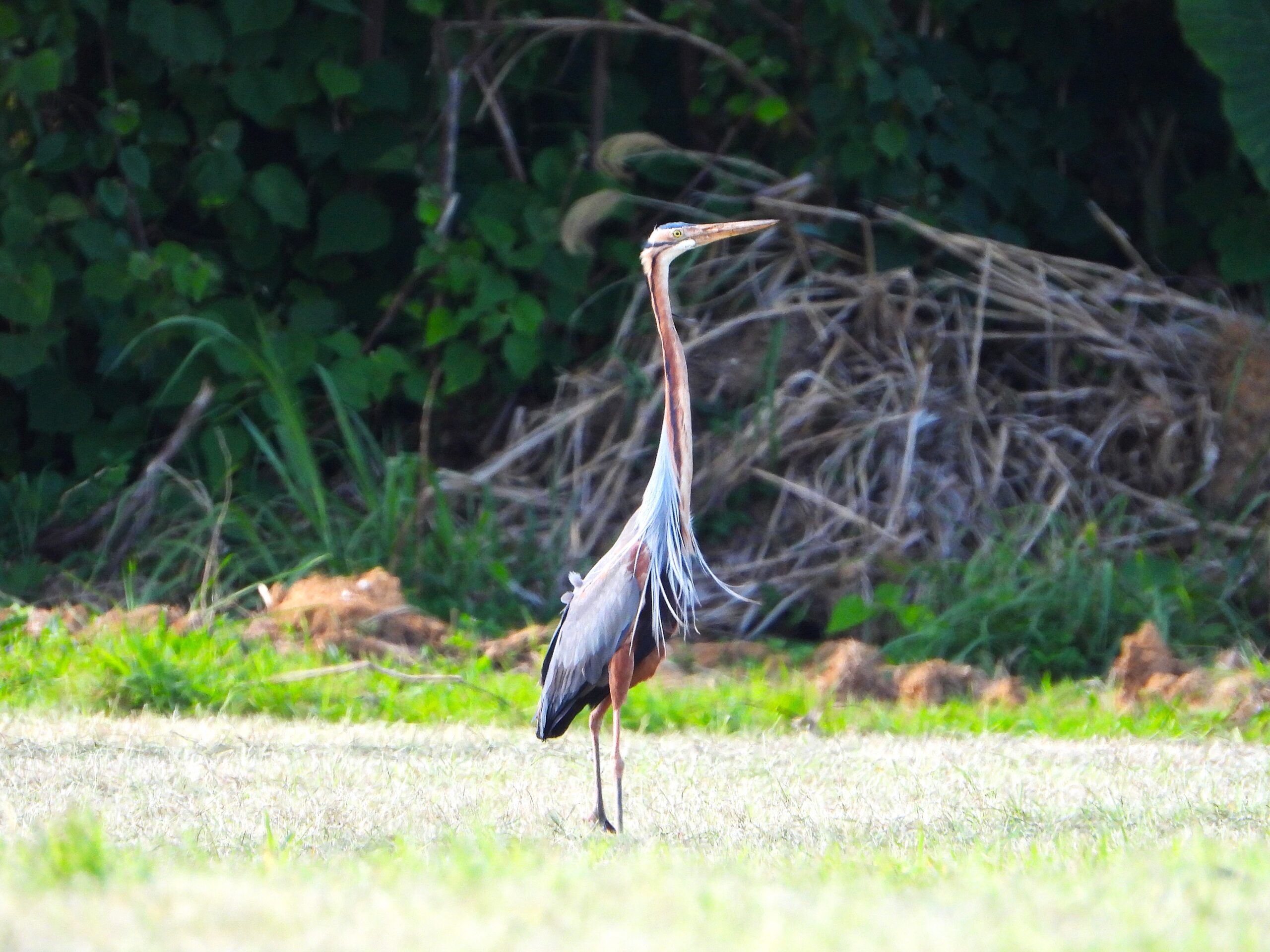 Purple Heron (Ardea purpurea) standing alert in a grassy field on Ishigaki Island, Japan, showing its long neck and elegant reddish-brown plumage.