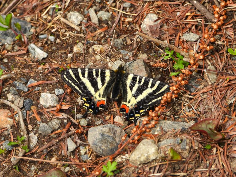 Japanese Luehdorfia (Luehdorfia japonica) resting on forest floor in early spring, showing its vivid orange and blue hindwing markings.