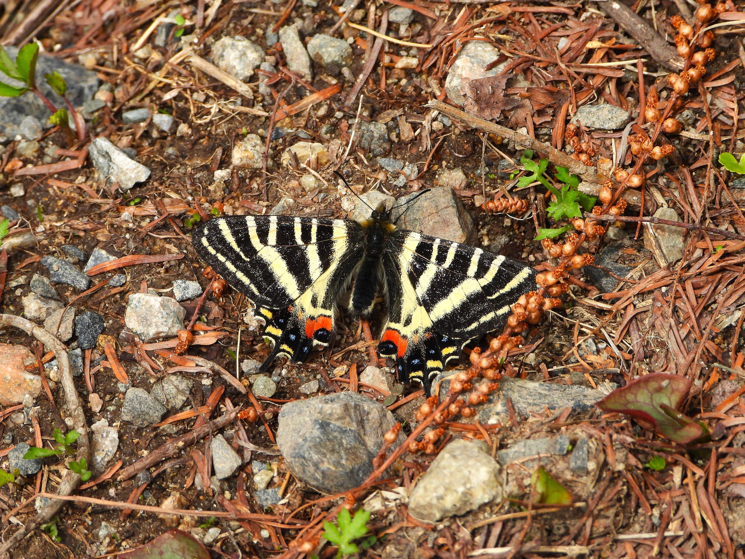 Japanese Luehdorfia (Luehdorfia japonica) resting on forest floor in early spring, showing its vivid orange and blue hindwing markings.