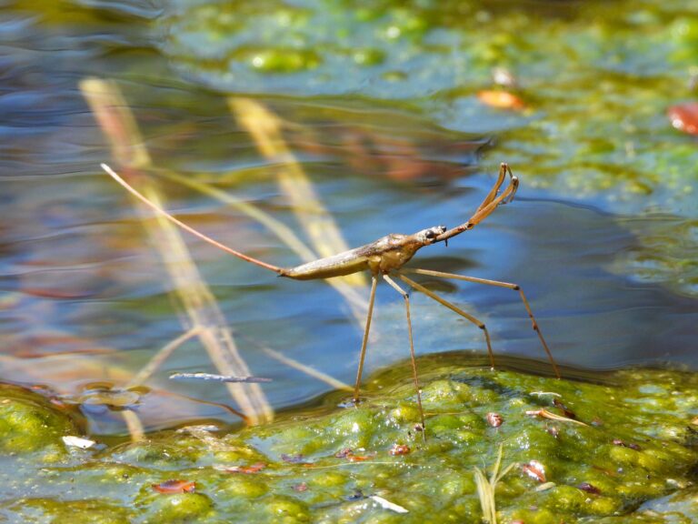 Water Scorpion (Ranatra chinensis) resting on algae at the edge of a pond, showing its long breathing siphon.