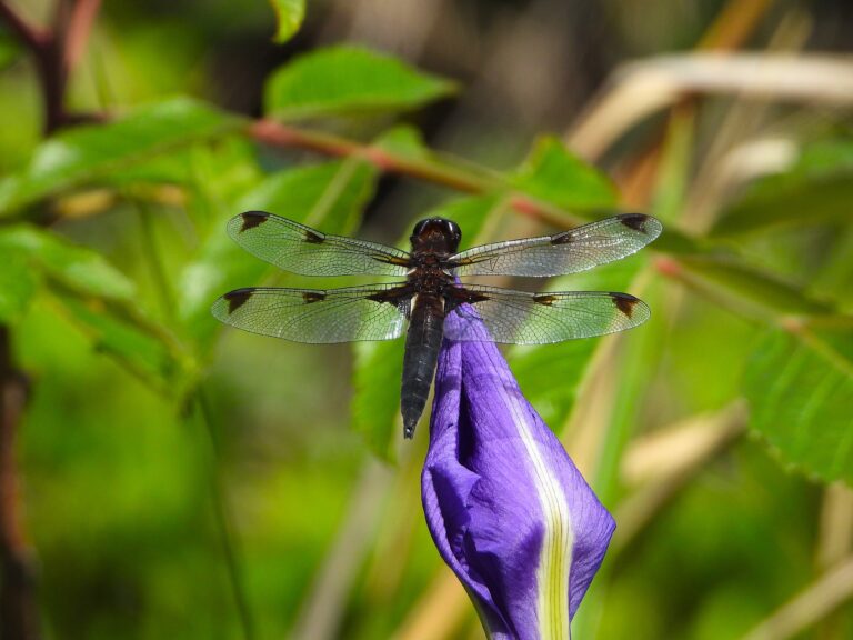 Bekko Tombo (Libellula angelina) male resting on a purple iris bud in spring, showing its distinctive dark wing patches and glossy black body.