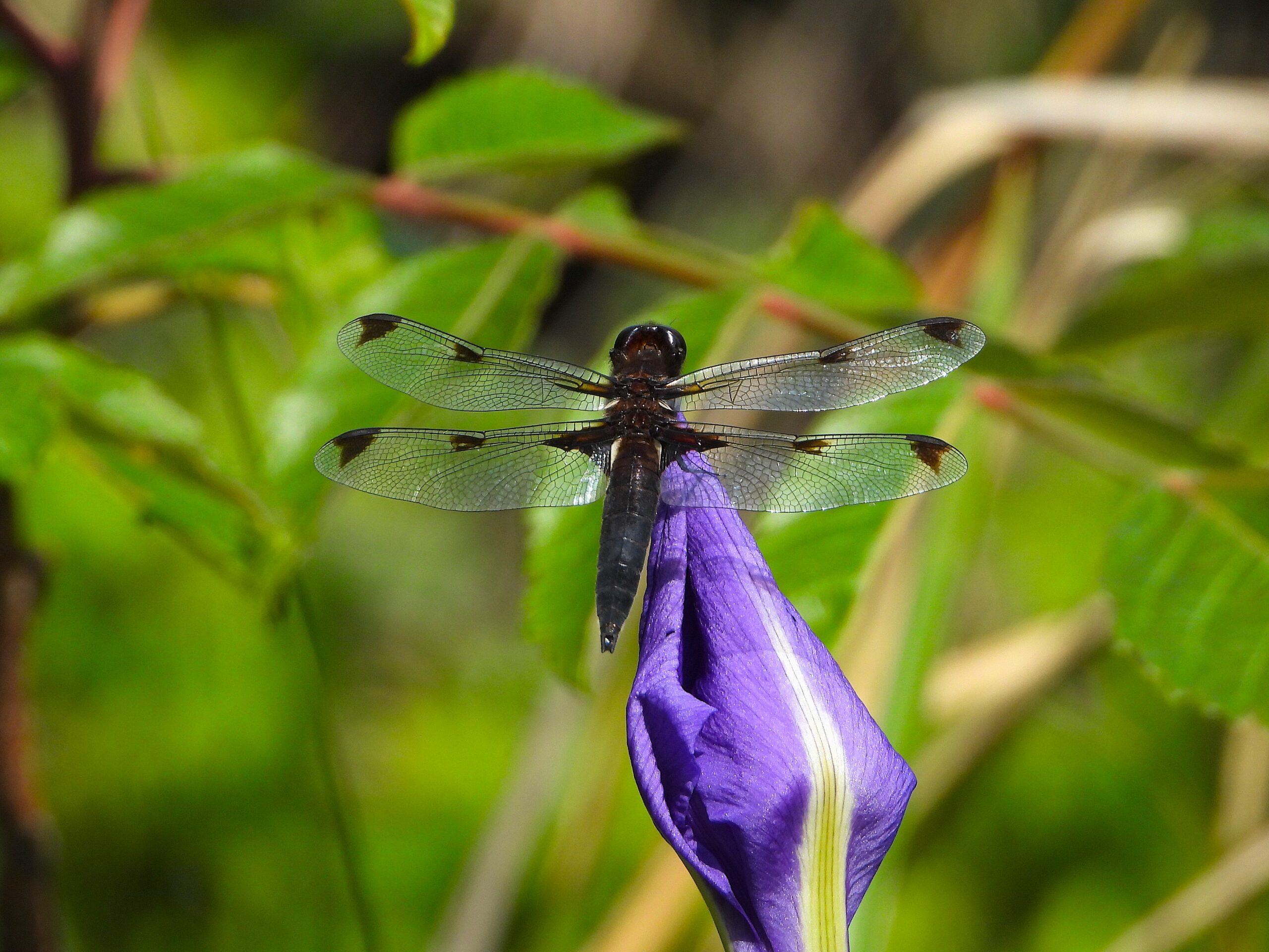 Bekko Tombo (Libellula angelina) male resting on a purple iris bud in spring, showing its distinctive dark wing patches and glossy black body.