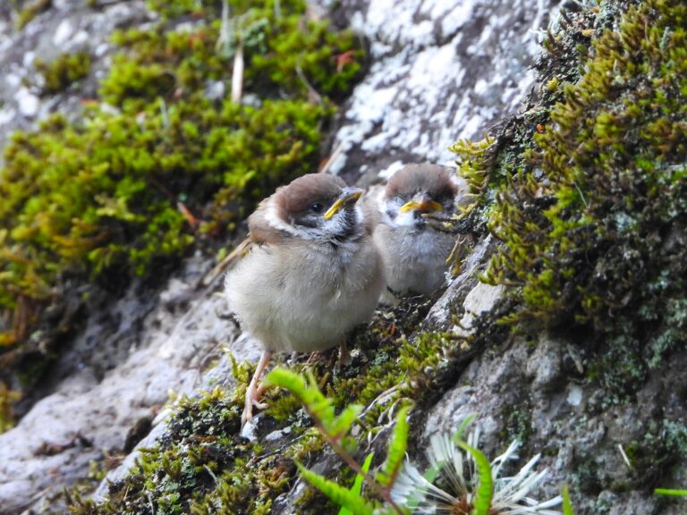 Two fledgling Eurasian Tree Sparrows (Suzume chicks) perched on a mossy rock in Japan, waiting to be fed.