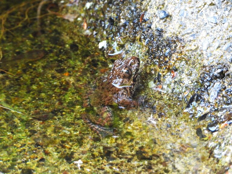 Proto Wrinkled Frog (Glandirana reliquia) resting at the edge of a shallow stream in Tochigi Prefecture, Japan.