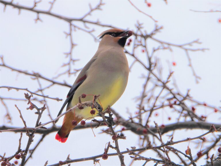 Japanese Waxwing perched on a leafless branch, holding a red berry in its beak. The red tail tip and black mask are clearly visible.