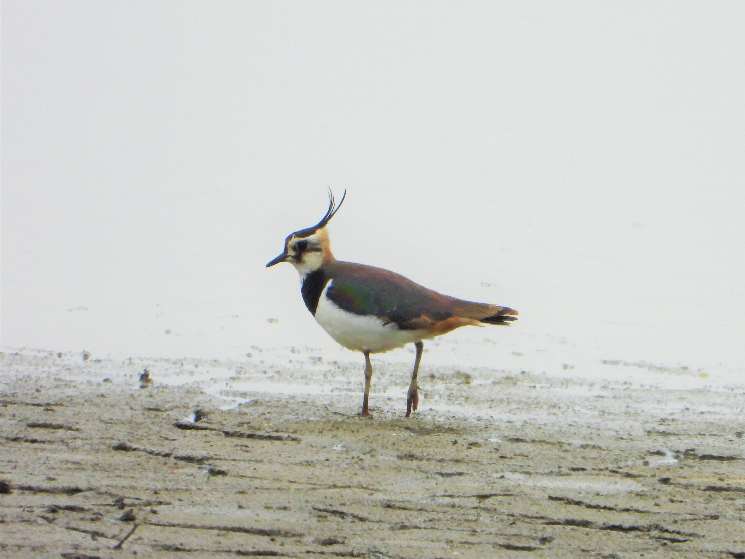 A Northern Lapwing standing alone on muddy ground, its long crest visible and iridescent wings shimmering in soft light.