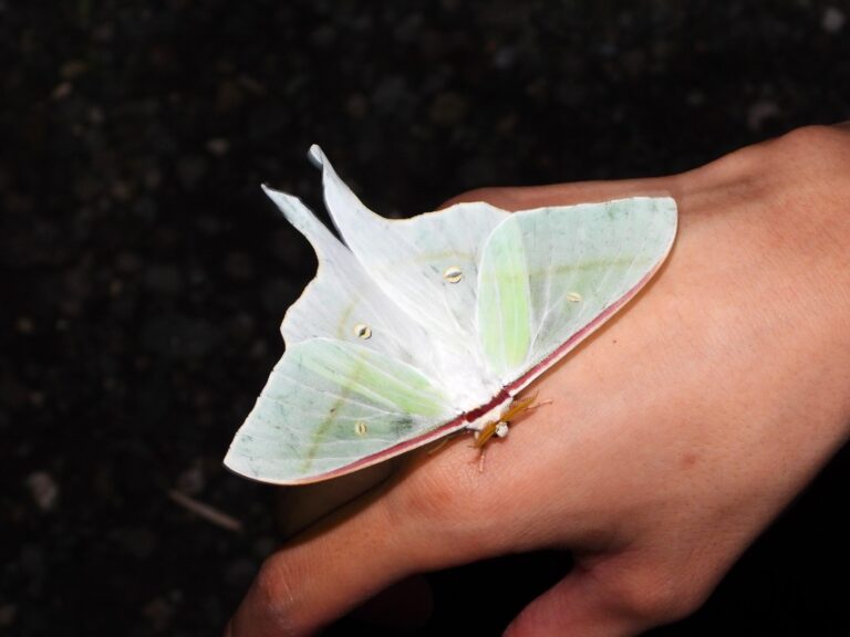 Japanese Luna Moth (Actias aliena) perched on a person’s hand, showing its delicate emerald-green wings and long tails.