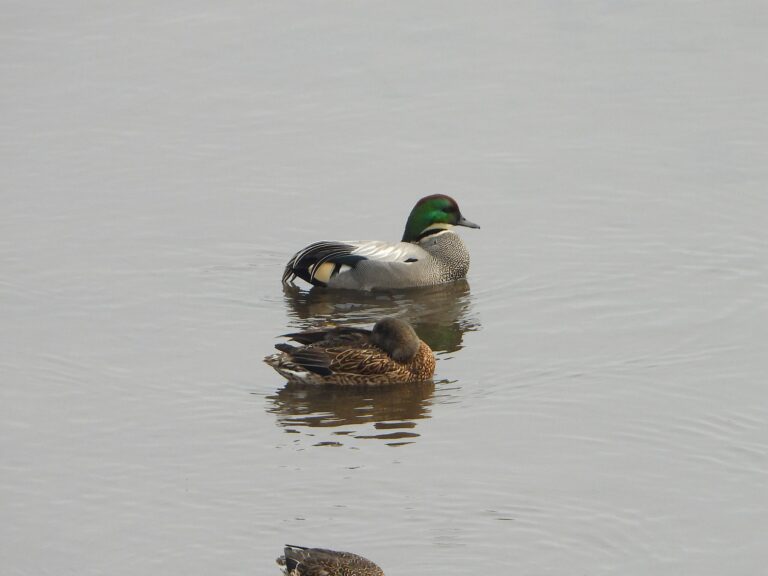 Male and female Falcated Ducks (Mareca falcata) floating quietly on calm water — the male showing its iridescent green head and long sickle-shaped tertial feathers beside the mottled brown female.