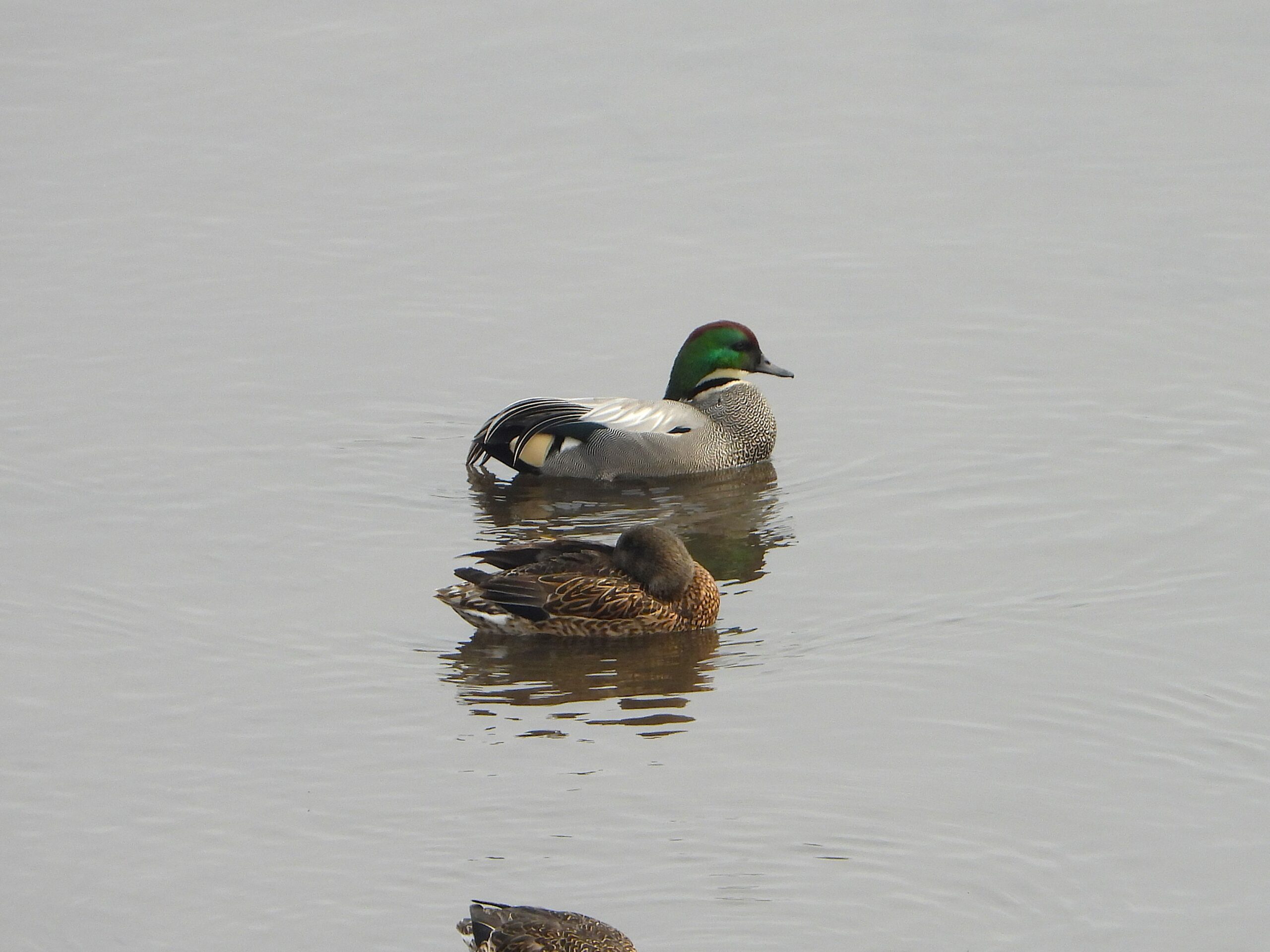 Male and female Falcated Ducks (Mareca falcata) floating quietly on calm water — the male showing its iridescent green head and long sickle-shaped tertial feathers beside the mottled brown female.