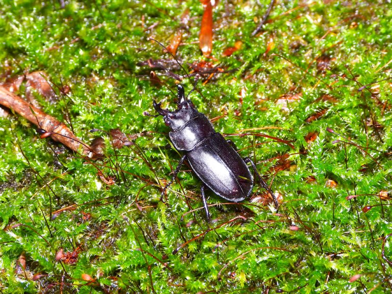 Oni Kuwagata (Prismognathus angularis) walking on a moss-covered forest floor in a cool mountain habitat of Japan.