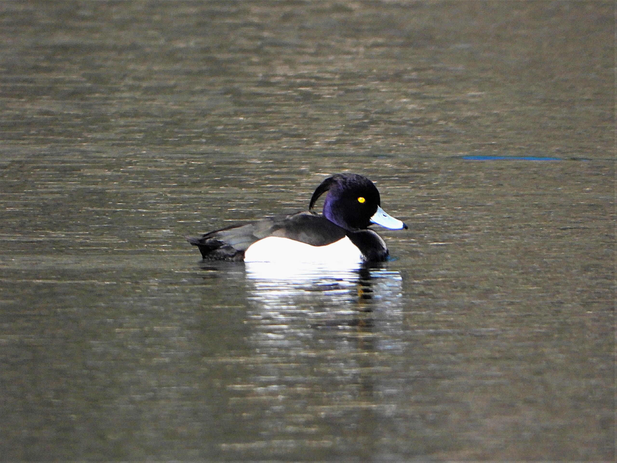 A male Tufted Duck (Aythya fuligula) floating on calm water, showing its glossy black head, white flanks, golden eyes, and distinctive head tuft.