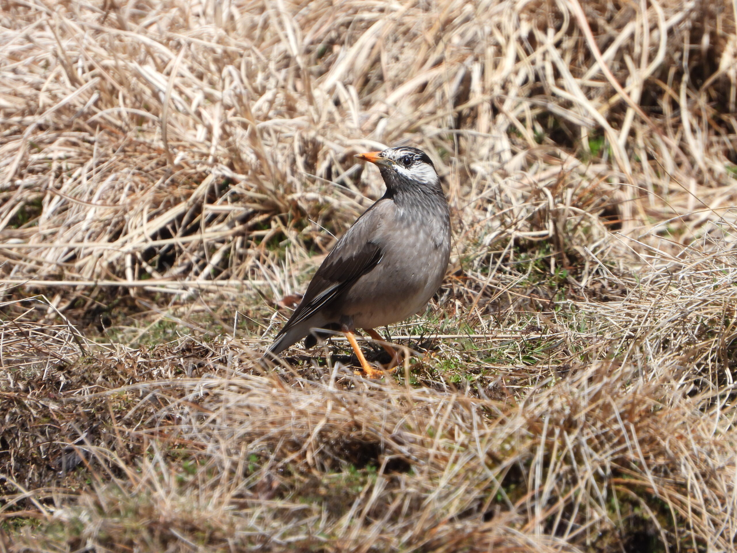 White-cheeked Starling (Spodiopsar cineraceus) standing on grassland in Japan