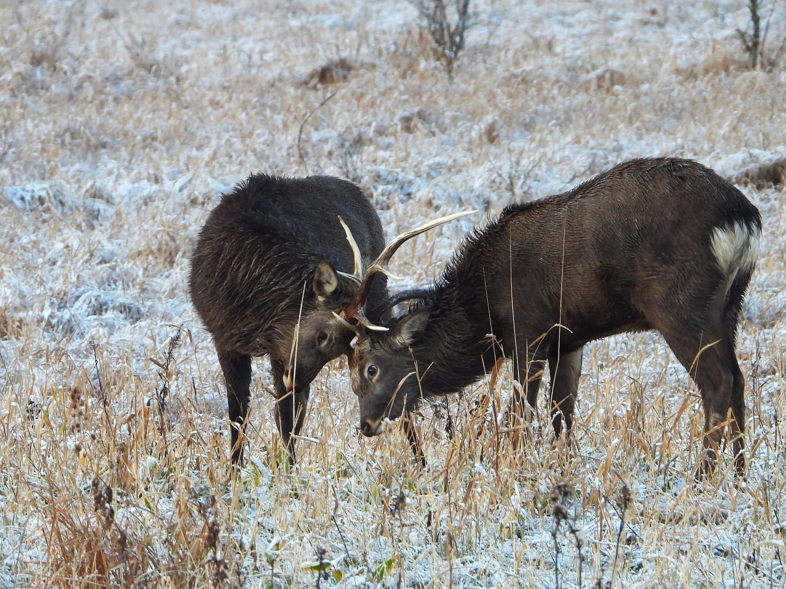 Two Ezo deer (Cervus nippon yesoensis) locking antlers in a frosty field during a dominance fight in Hokkaido, Japan.