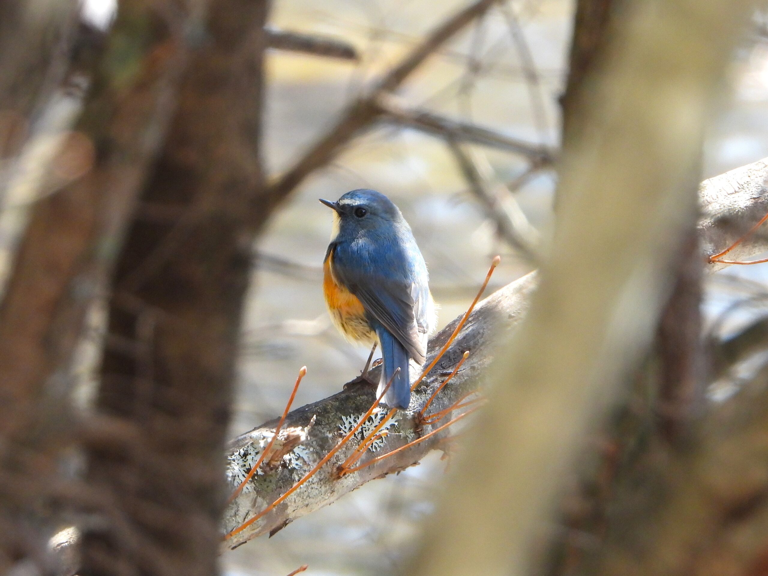 Red-flanked Bluetail (Tarsiger cyanurus) perching quietly on a branch in a mountain forest of Japan, showing its vivid blue and orange plumage.