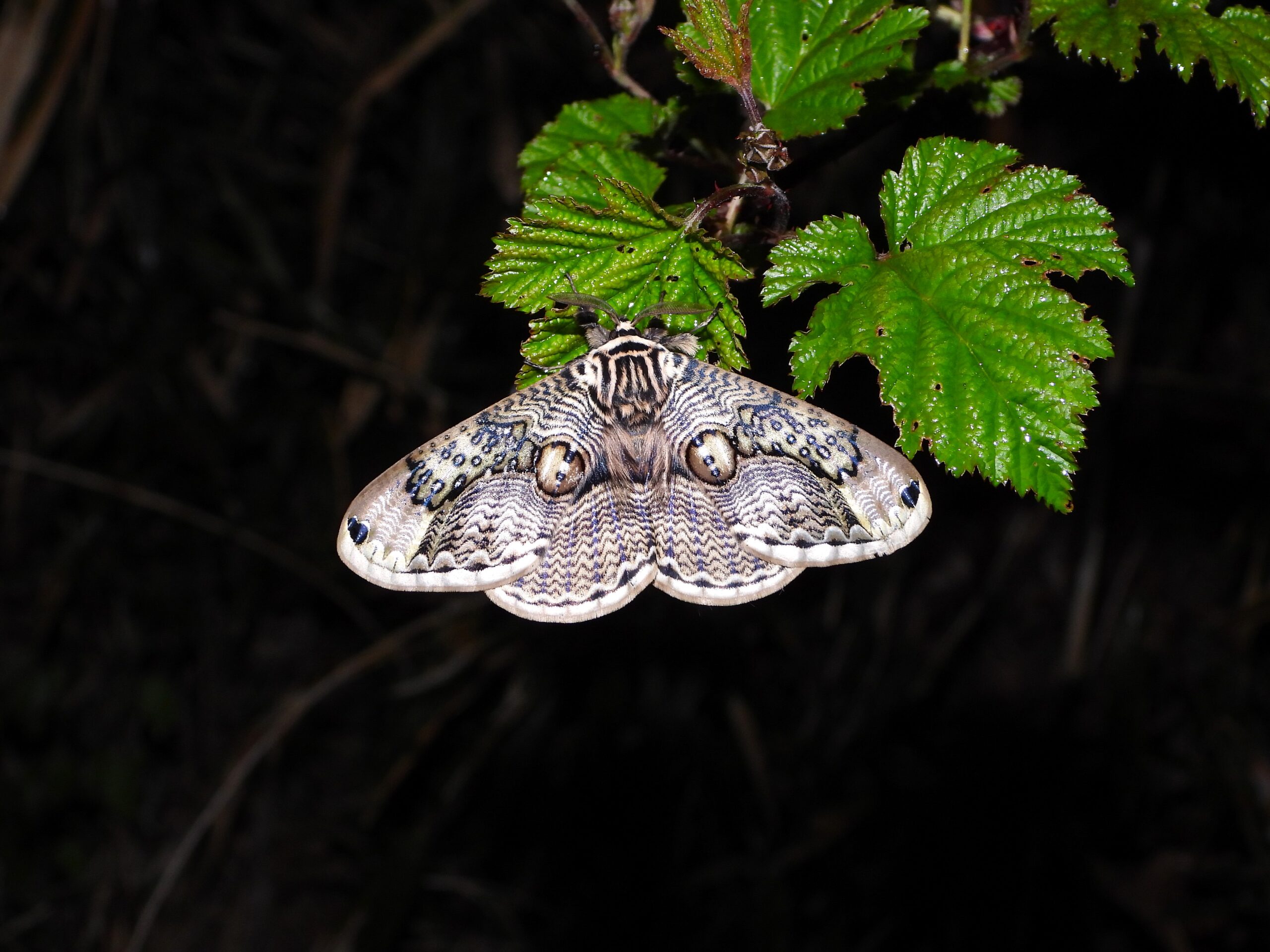 Owl Moth (Brahmaea japonica) resting on green leaves at night in Japan