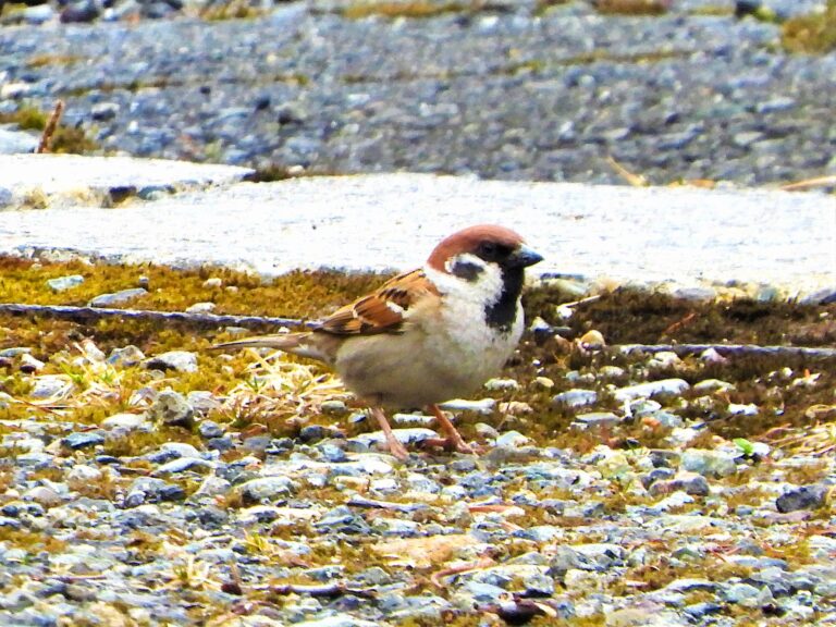 Eurasian Tree Sparrow (Suzume) standing on the ground in Japan, showing its chestnut crown and black bib.