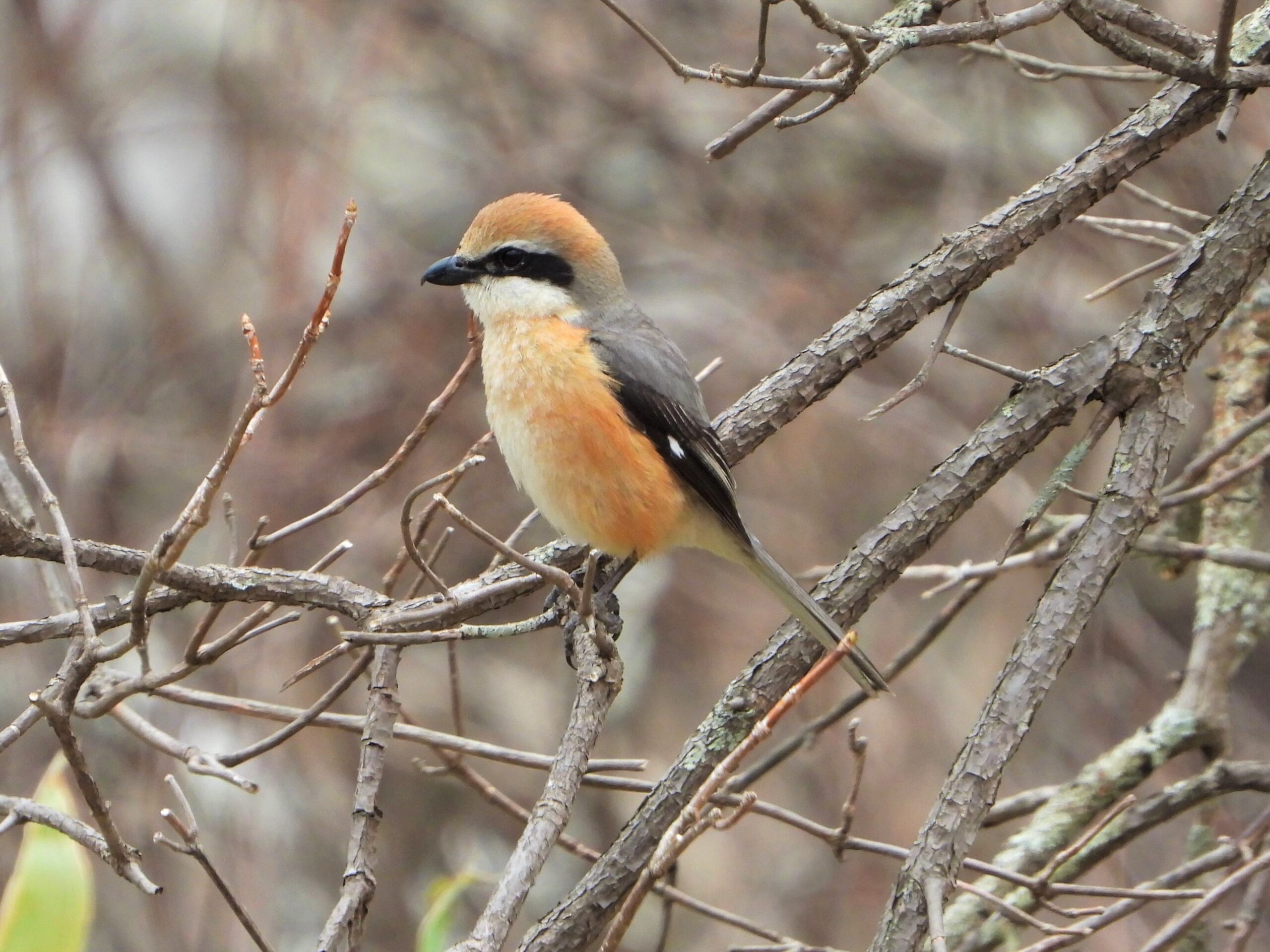 Bull-headed Shrike (Lanius bucephalus) perched on bare branches in early spring woodland, Japan.