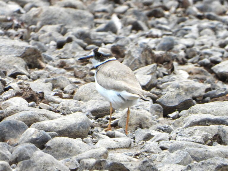 Long-billed Plover standing among gray river stones in Japan, its plumage blending perfectly with the rocky background.