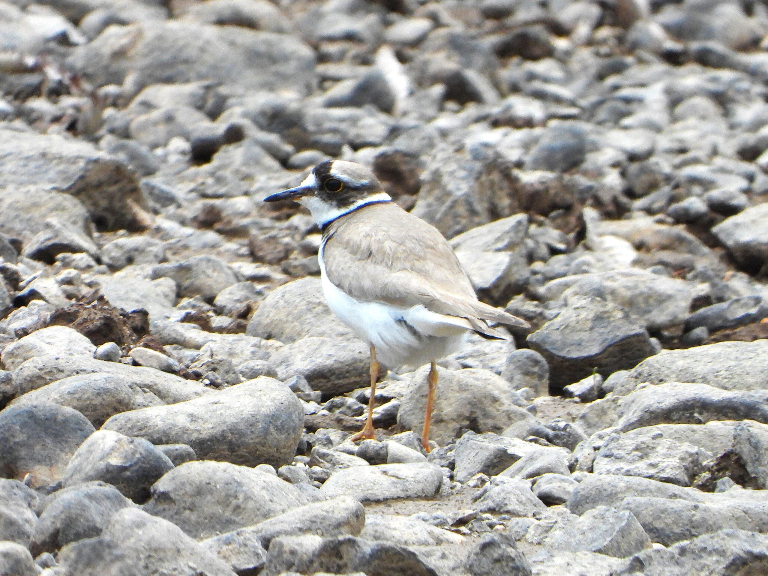 Long-billed Plover standing among gray river stones in Japan, its plumage blending perfectly with the rocky background.