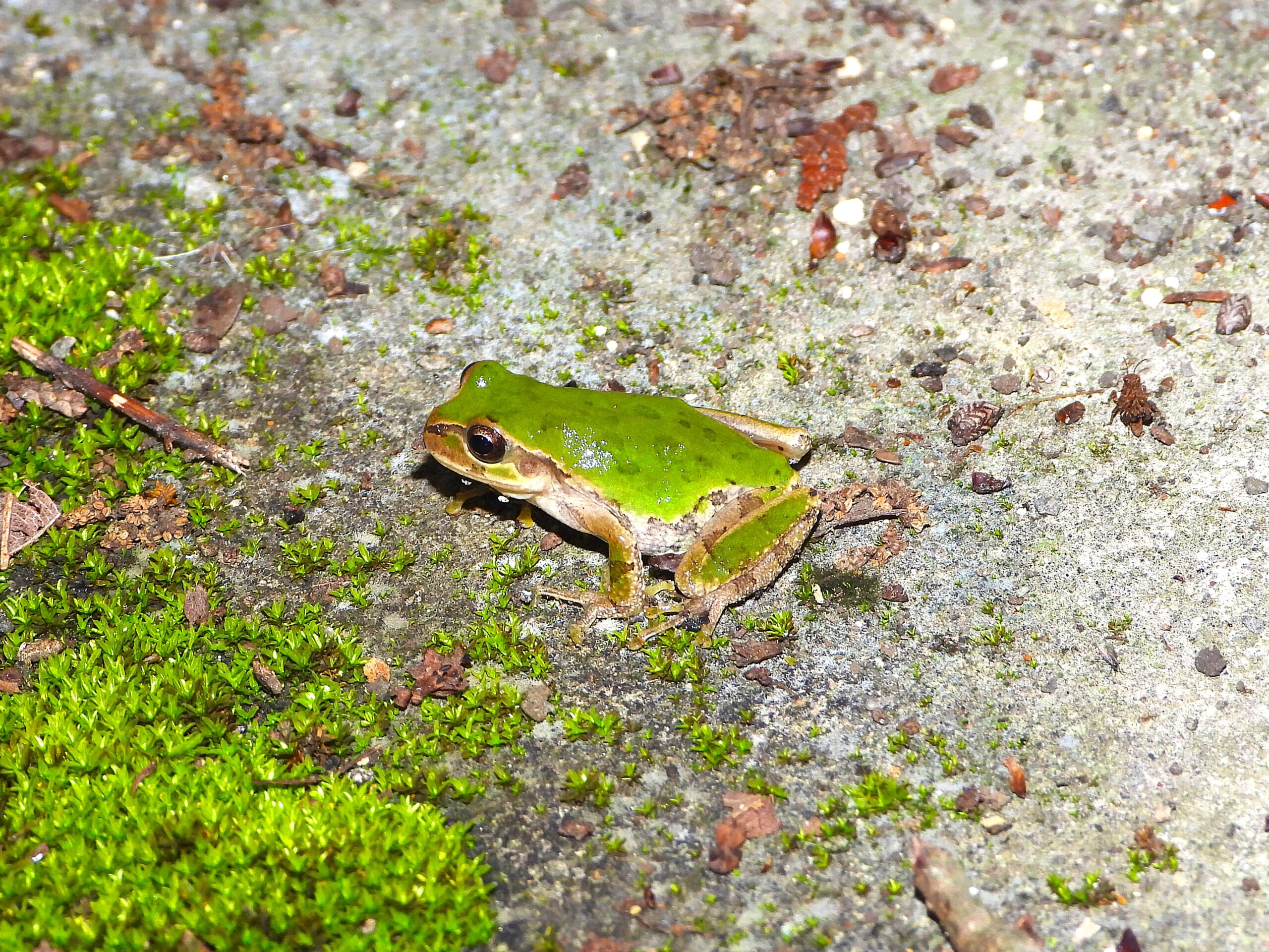 Eastern Japanese Tree Frog (Dryophytes leopardus) resting on damp ground beside green moss. Its vivid green back contrasts sharply with the gray stone surface.