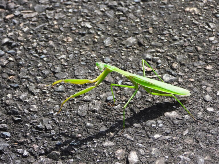 Chinese mantis (Tenodera sinensis) walking across a sunlit asphalt road in Japan.