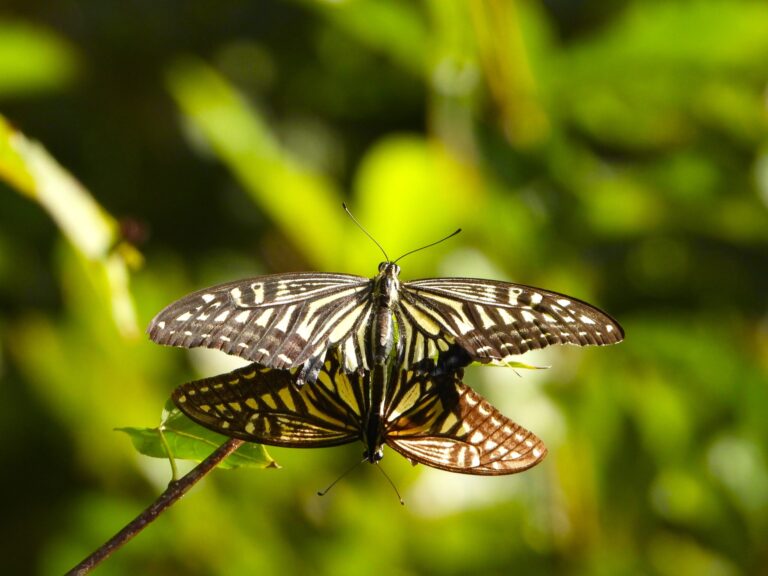 Asian Swallowtail butterflies (Papilio xuthus) mating on a branch in bright sunlight, showing their yellow and black wing patterns against a green background.