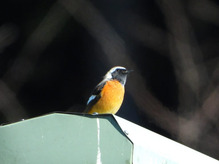 Male Daurian Redstart (Phoenicurus auroreus) showing vivid orange underparts and black face, perched on a metal structure in winter sunlight in Japan.