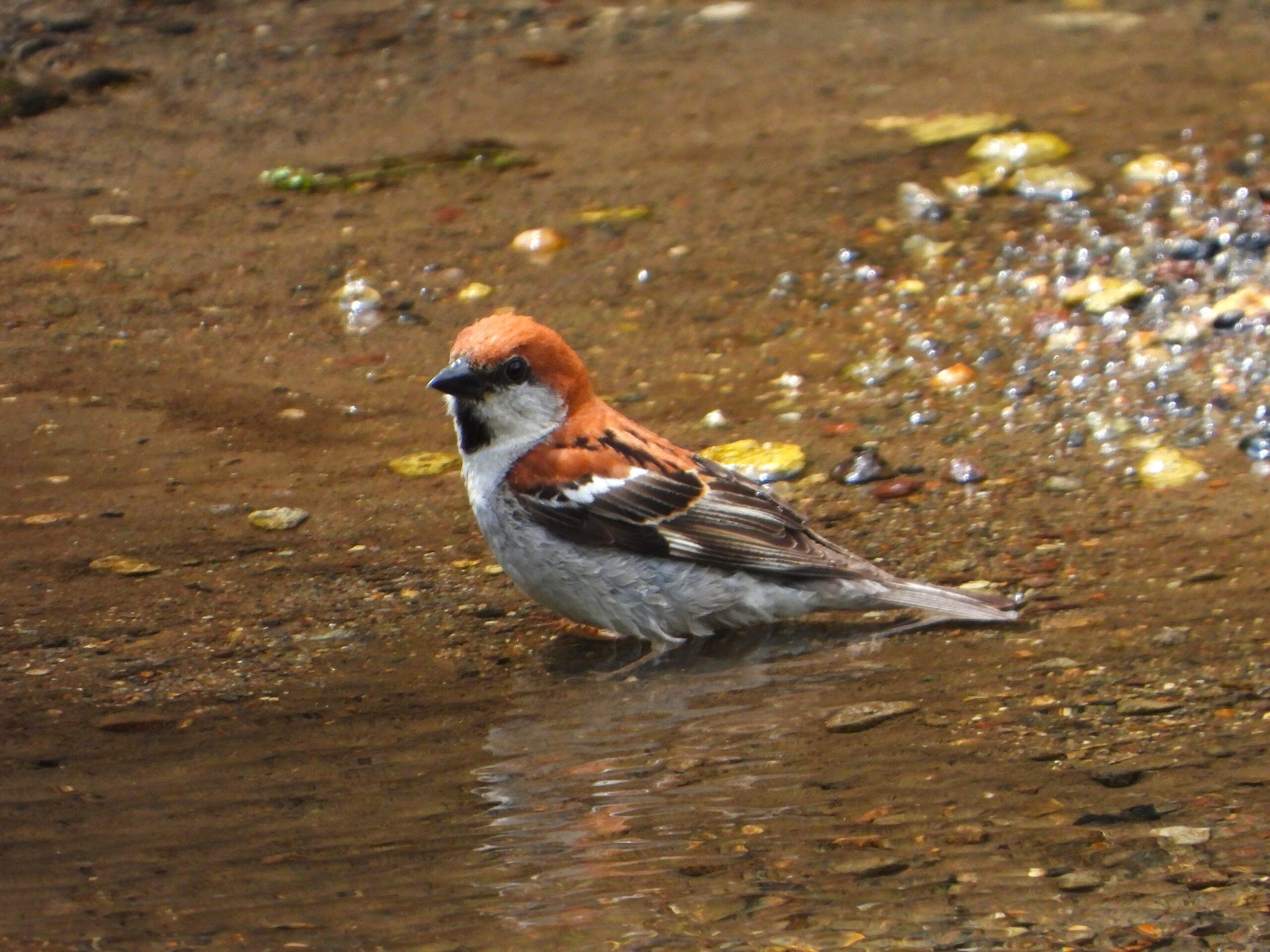 Male Russet Sparrow standing at the edge of a stream, displaying bright russet plumage and soft grey underparts.