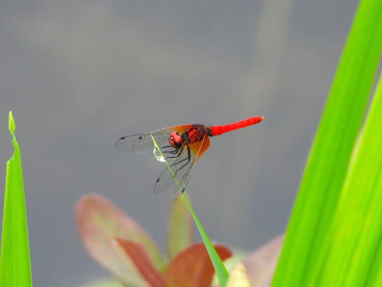 Male Scarlet Dwarf dragonfly perched on a sedge blade above shallow water.