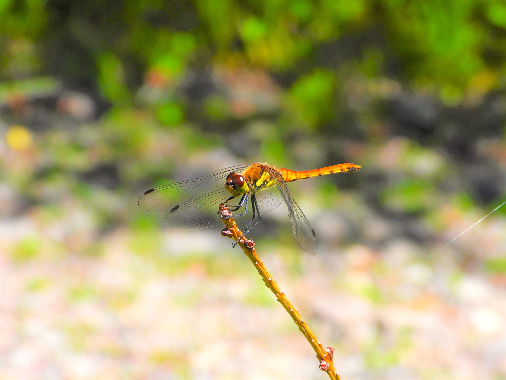 Semi Insect Japan Insects in Japan: Common, Seasonal & Dangerous Species Guide