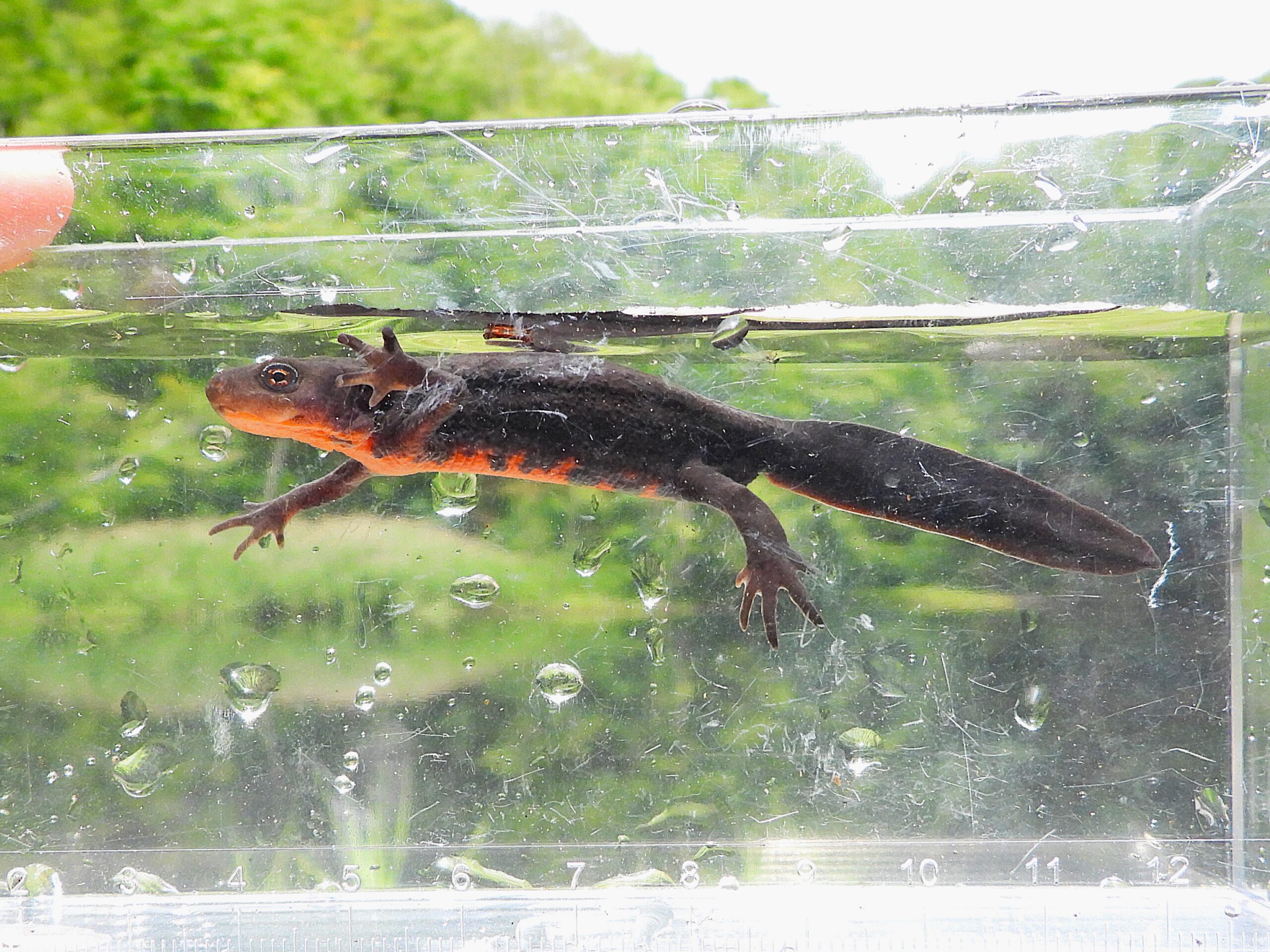 Japanese Fire-bellied Newt (Cynops pyrrhogaster) showing its bright orange belly pattern in water.