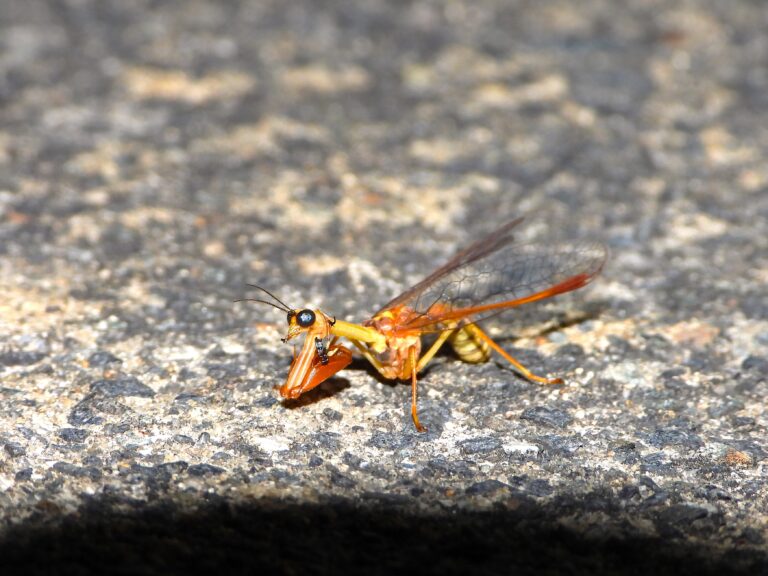 A mantidfly resting on a road surface at night, showing its mantis-like forelegs and transparent lacewing wings.