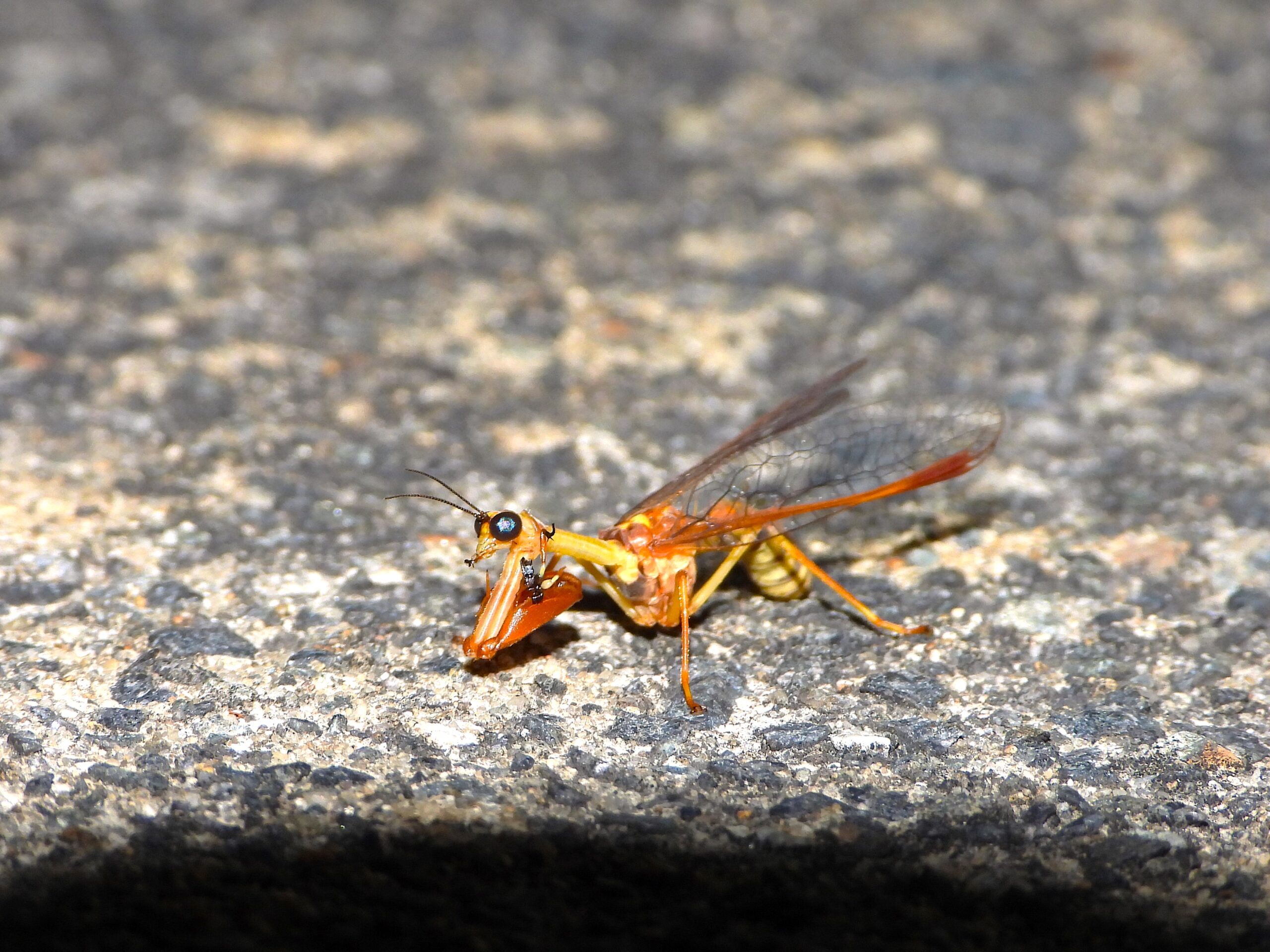A mantidfly resting on a road surface at night, showing its mantis-like forelegs and transparent lacewing wings.