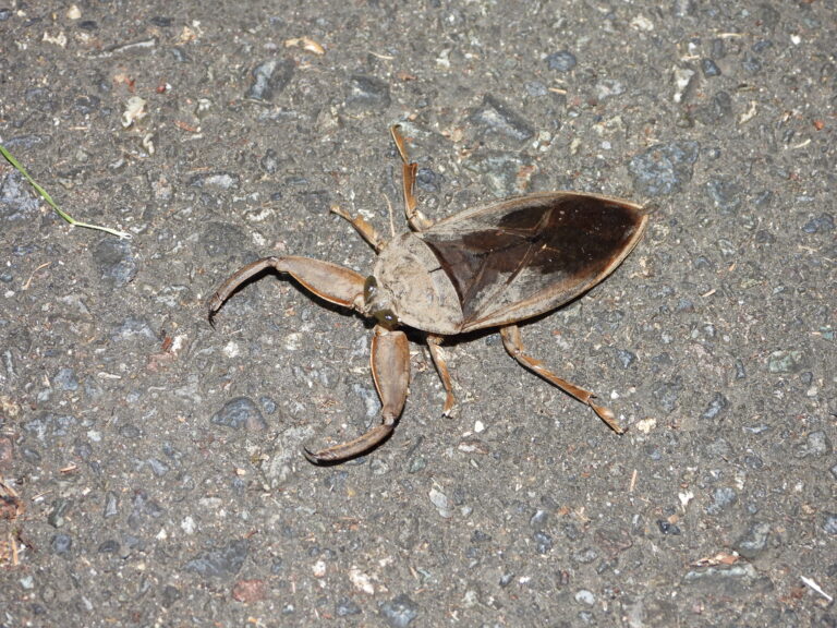 Japanese Giant Water Bug (Kirkaldyia deyrolli) on asphalt at night, showing its broad body and strong raptorial forelegs.