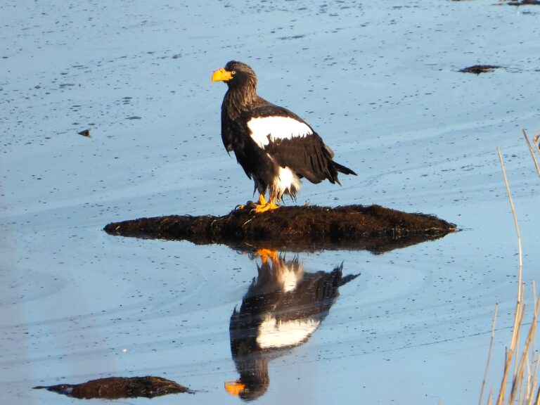 Steller’s Sea Eagle standing on drift ice in Hokkaido, Japan