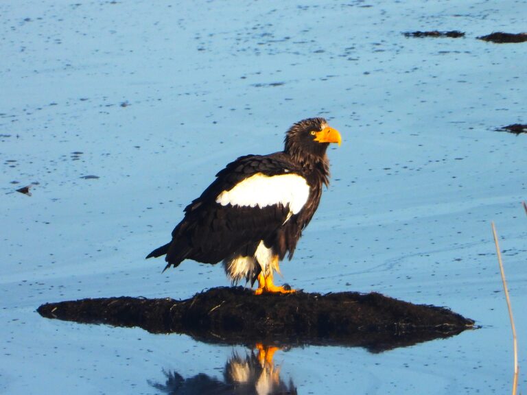 Close-up of a Steller’s Sea Eagle on frozen lake in Hokkaido