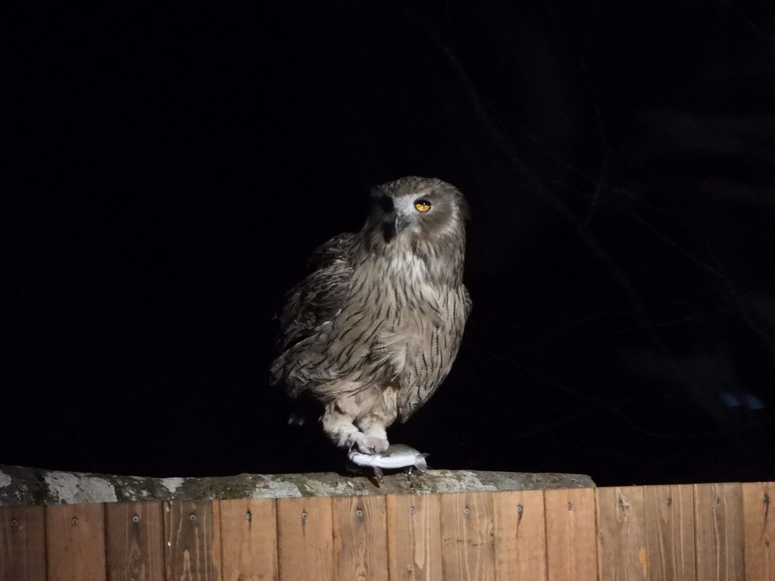 blakiston-s-fish-owl-where-to-see-in-japan-wildlife-of-japan