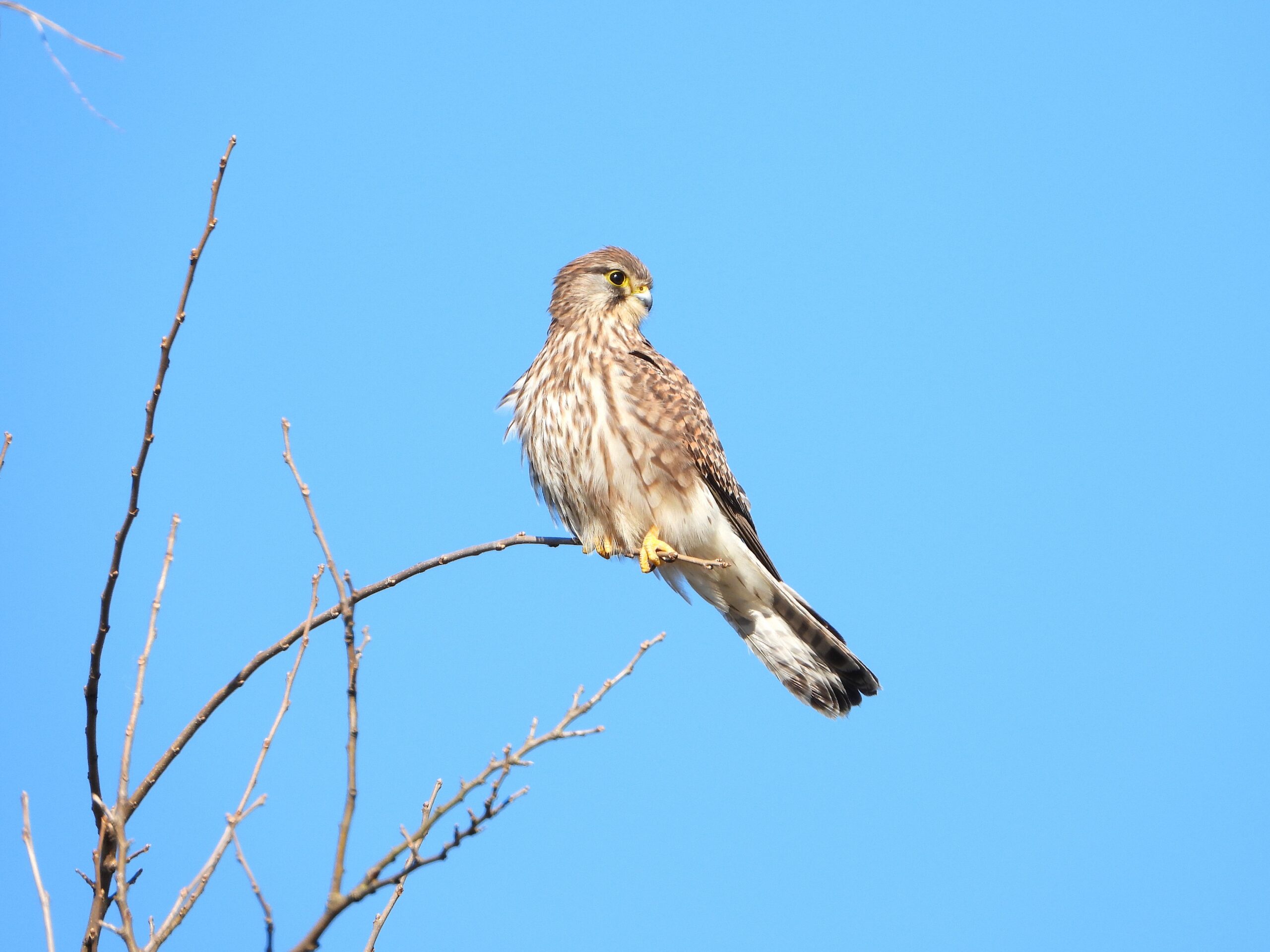Common Kestrel perched on a bare branch under a clear blue sky in Japan