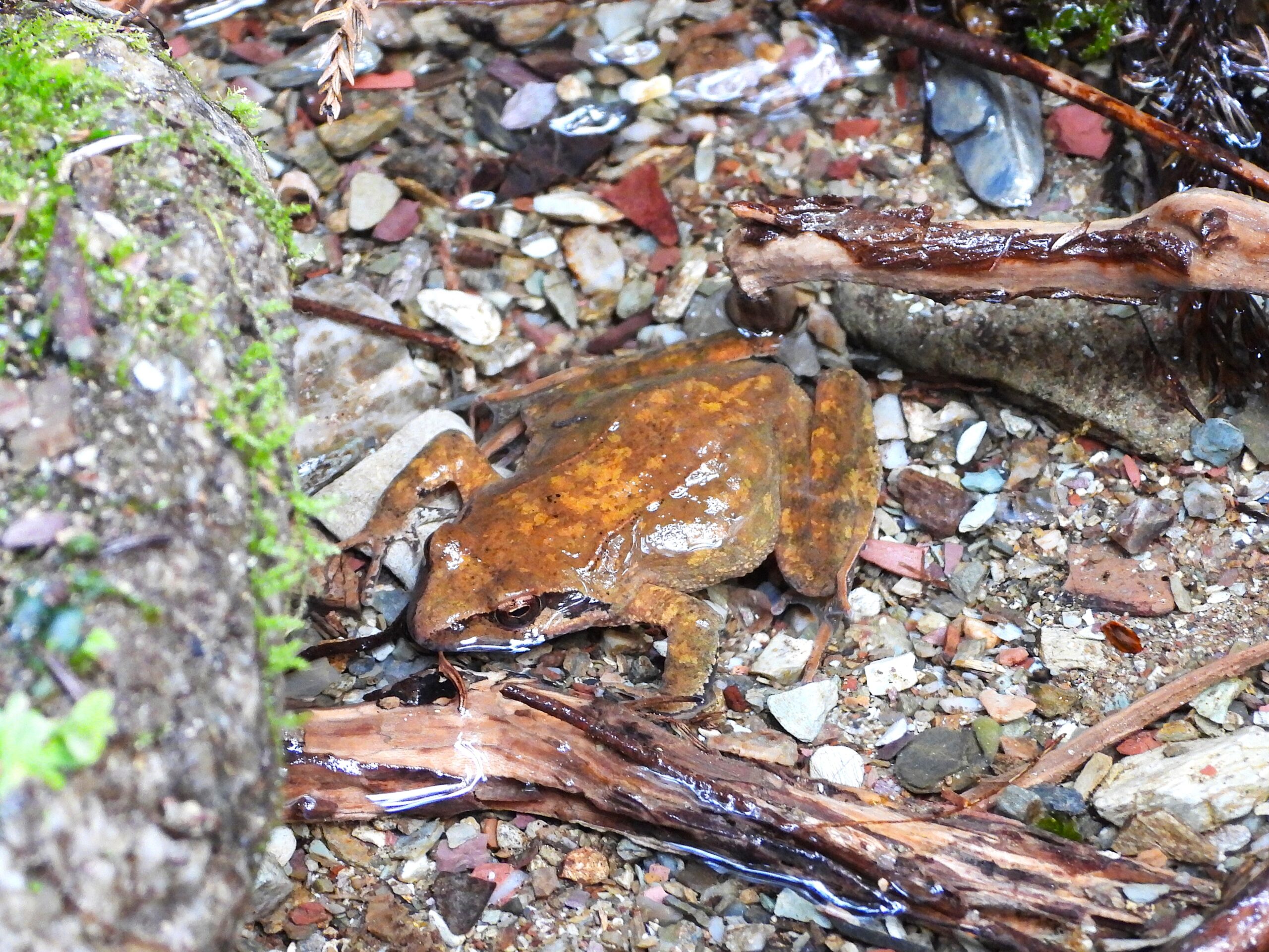 A solitary Stream Brown Frog resting among stones in a mountain stream. Its reddish-brown coloration helps it blend perfectly with the wet rocks.