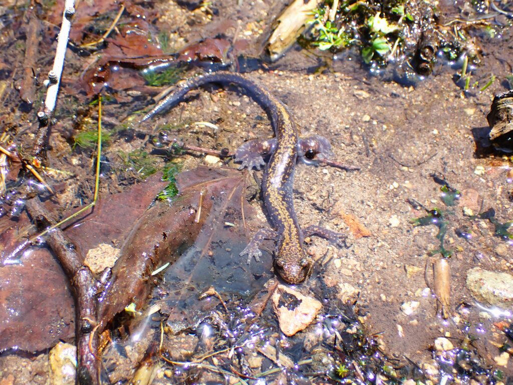 EASTERN JAPANESE TREE FROG PHOTOS FACTS visual data 7