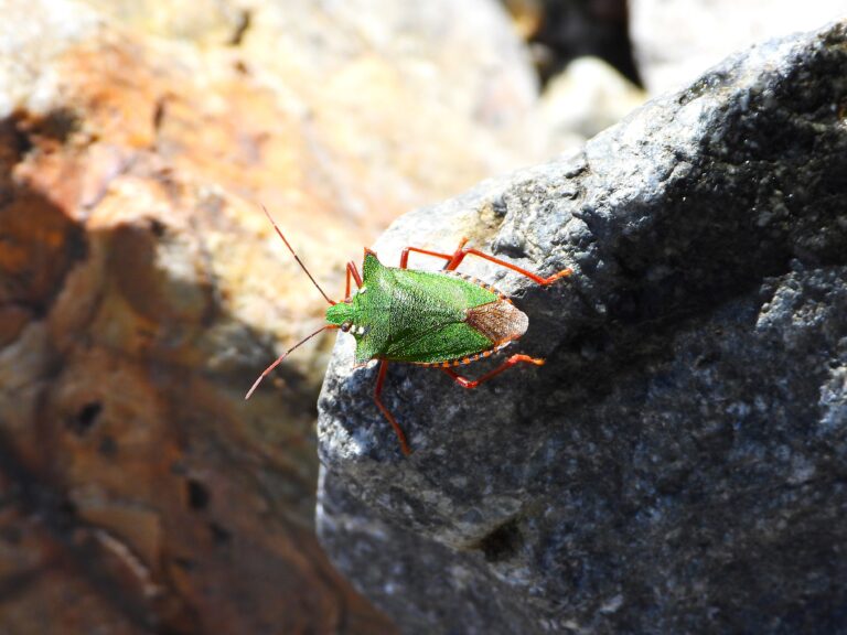 Pentatoma japonica resting on a sunlit rock, showing its metallic-green body and red legs.