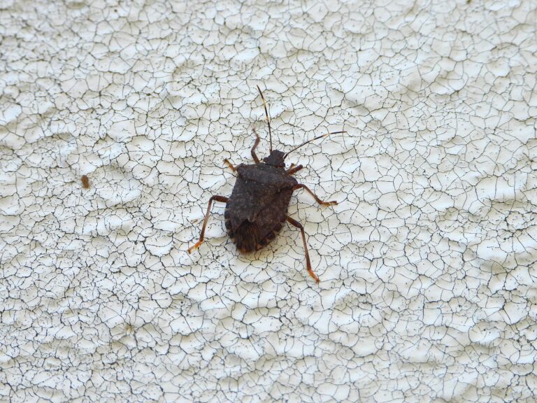 Brown Marmorated Stink Bug (Halyomorpha halys) resting on a wall surface in Japan