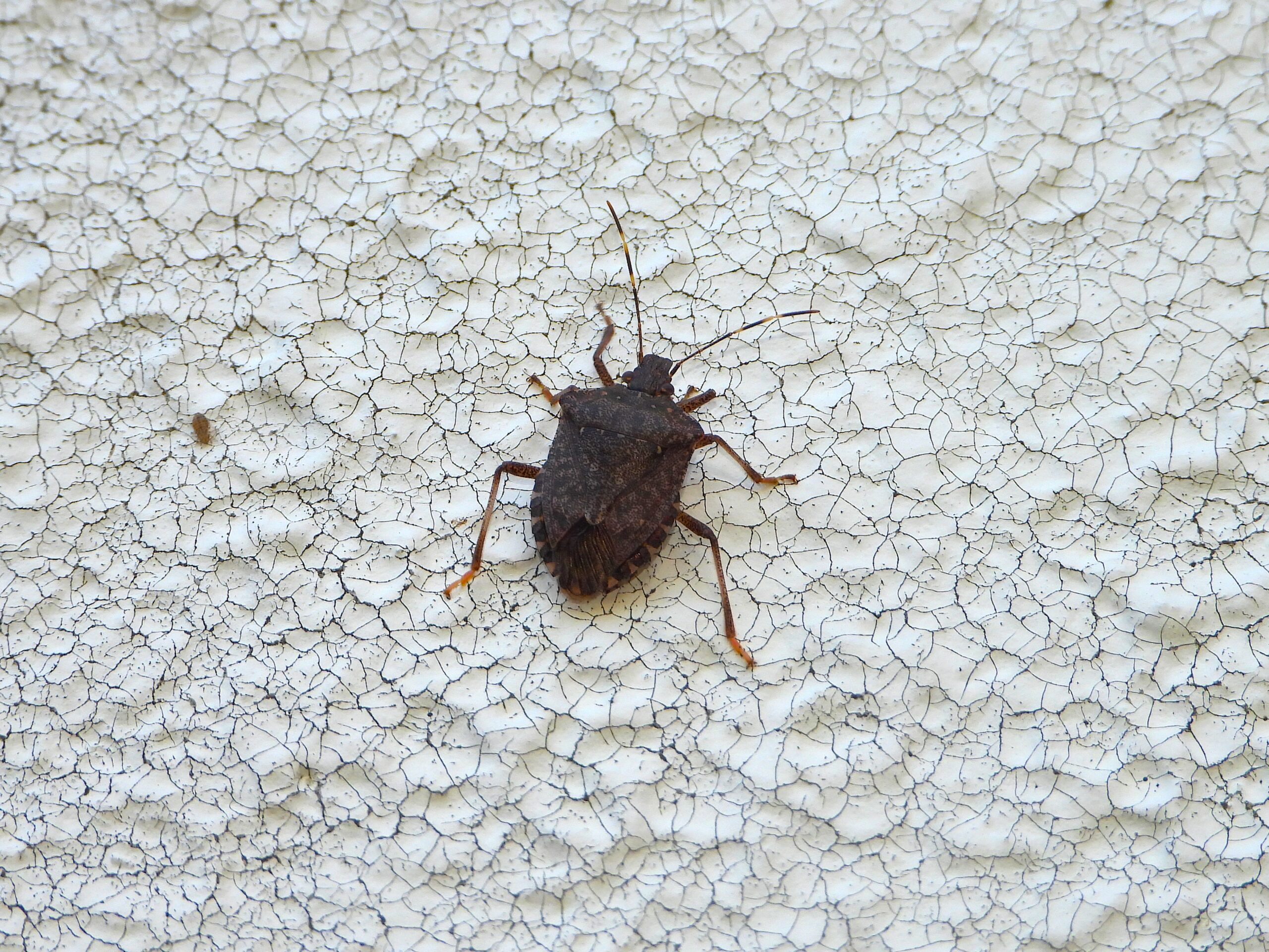 Brown Marmorated Stink Bug (Halyomorpha halys) resting on a wall surface in Japan