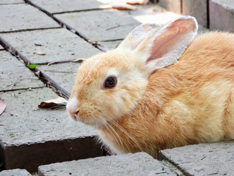 Rabbits on Okunoshima, also known as Rabbit Island Japan