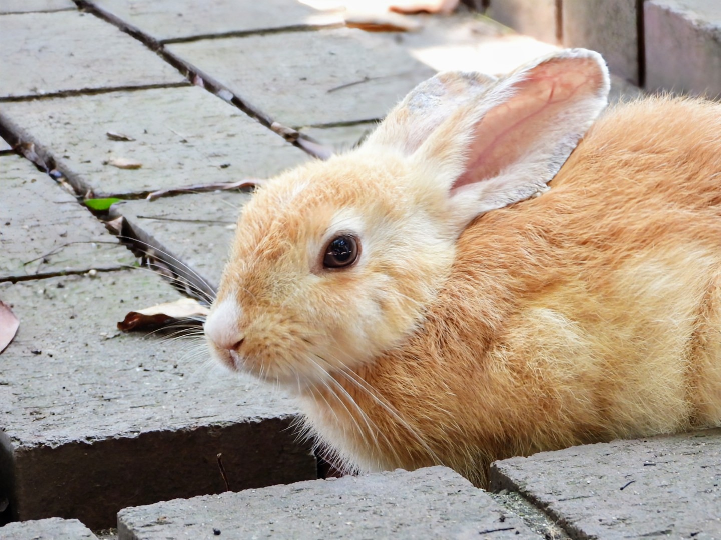 Rabbits on Okunoshima, also known as Rabbit Island Japan